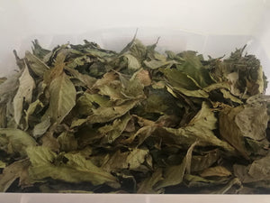 Psychotria viridis,DMT, dmt, Chacruna, Chacrona, Chaqruy, Chacruna Dry leaves, From Perú