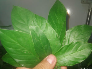Psychotria viridis, Chacruna, Chacrona, Chaqruy, Chacruna Powder, From Perú